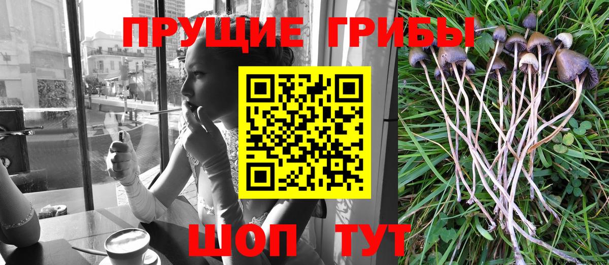 Псилоцибиновые грибы прущие грибы  Псилоцибиновые грибы Psilocybine cubensis  Вход с VPN  Клинцы 